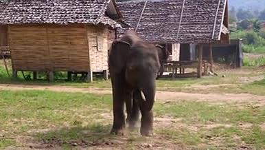 大象热带动物黑色兽类视频的预览图